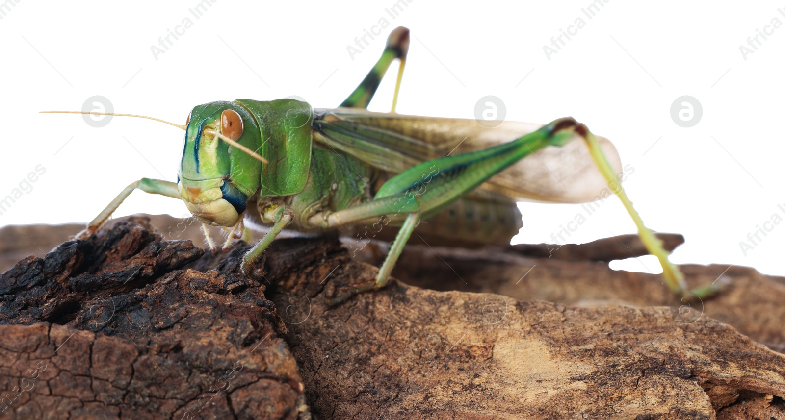 One locust on snag against white background. Wild insect Photo of One locust on snag against white background. Wild insect