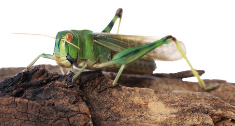 Photo of One locust on snag against white background. Wild insect