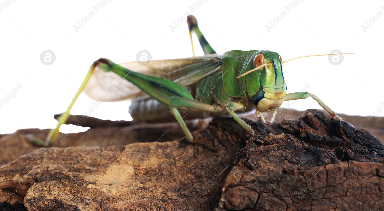 One locust on snag against white background. Wild insect Photo of One locust on snag against white background. Wild insect