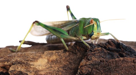 Photo of One locust on snag against white background. Wild insect