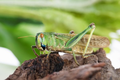 Photo of One locust on snag against blurred background, closeup. Wild insect