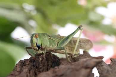 Photo of One locust on snag against blurred background, closeup. Wild insect