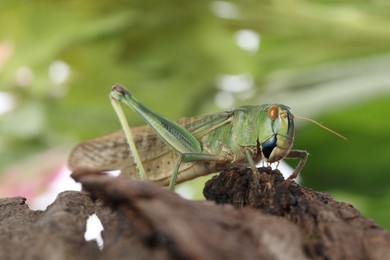 Photo of One locust on snag against blurred background, closeup. Wild insect