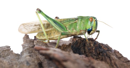 Photo of One locust on snag against white background. Wild insect