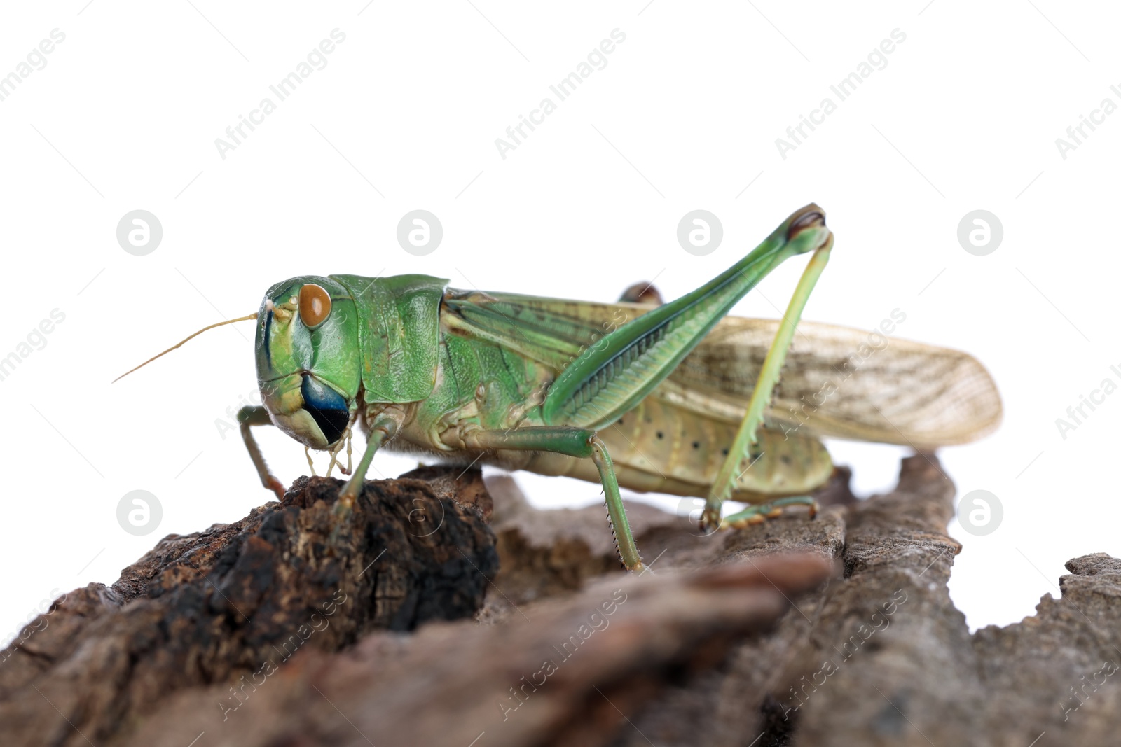 One locust on snag against white background. Wild insect Photo of One locust on snag against white background. Wild insect