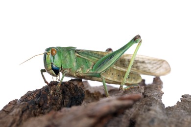 Photo of One locust on snag against white background. Wild insect