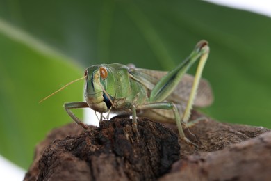 Photo of One locust on snag against blurred background, closeup. Wild insect