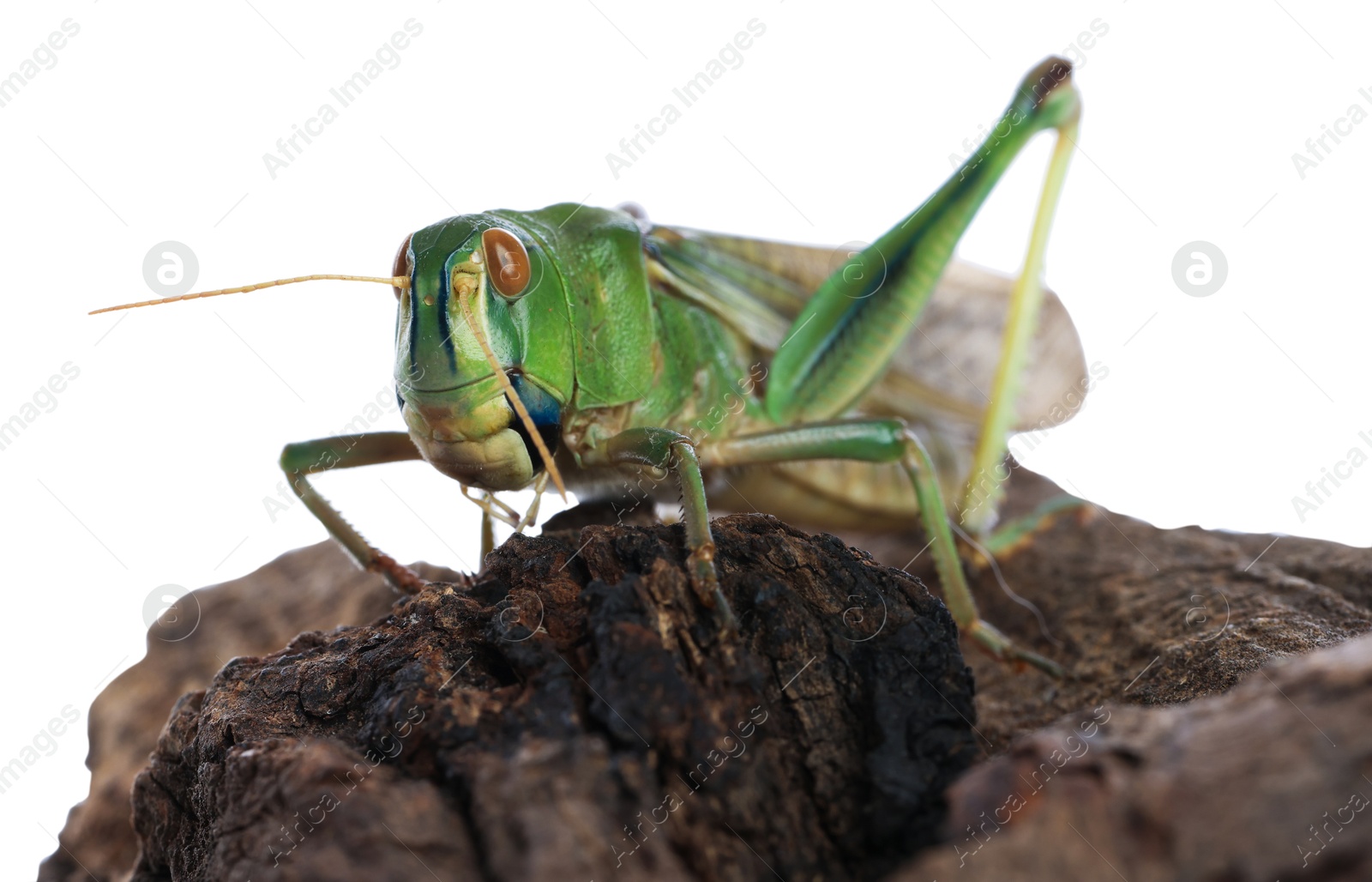 One locust on snag against white background. Wild insect Photo of One locust on snag against white background. Wild insect