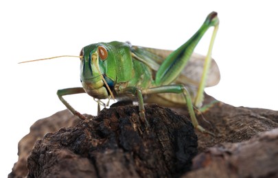 Photo of One locust on snag against white background. Wild insect