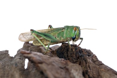Photo of One locust on snag against white background. Wild insect