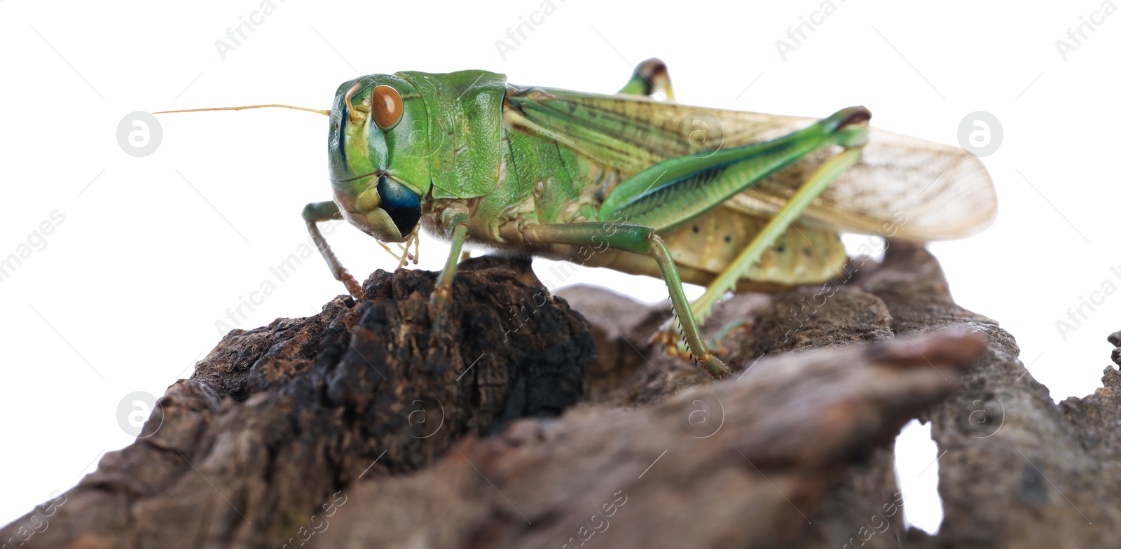 One locust on snag against white background. Wild insect Photo of One locust on snag against white background. Wild insect