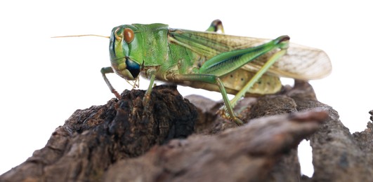 Photo of One locust on snag against white background. Wild insect
