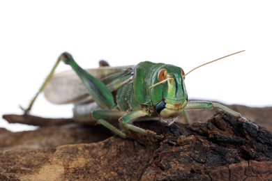 Photo of One locust on snag against white background. Wild insect