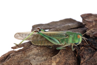 Photo of One locust on snag against white background. Wild insect