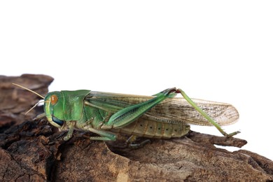 Photo of One locust on snag against white background. Wild insect