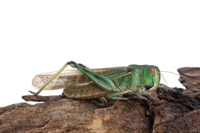Photo of One locust on snag against white background. Wild insect