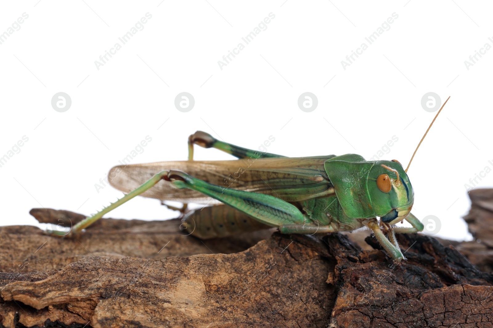 One locust on snag against white background. Wild insect Photo of One locust on snag against white background. Wild insect