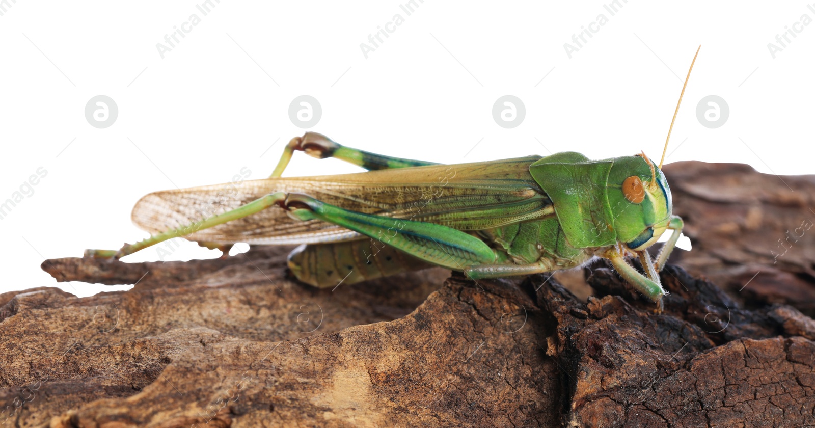 One locust on snag against white background. Wild insect Photo of One locust on snag against white background. Wild insect