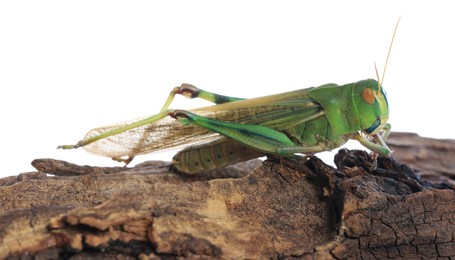 Photo of One locust on snag against white background. Wild insect