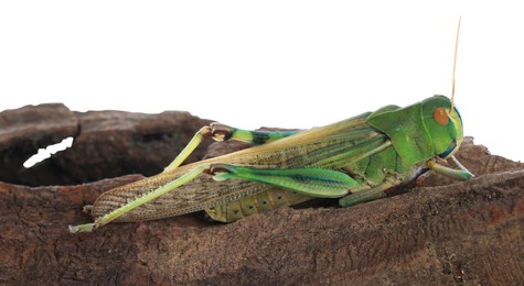 Photo of One locust on snag against white background. Wild insect