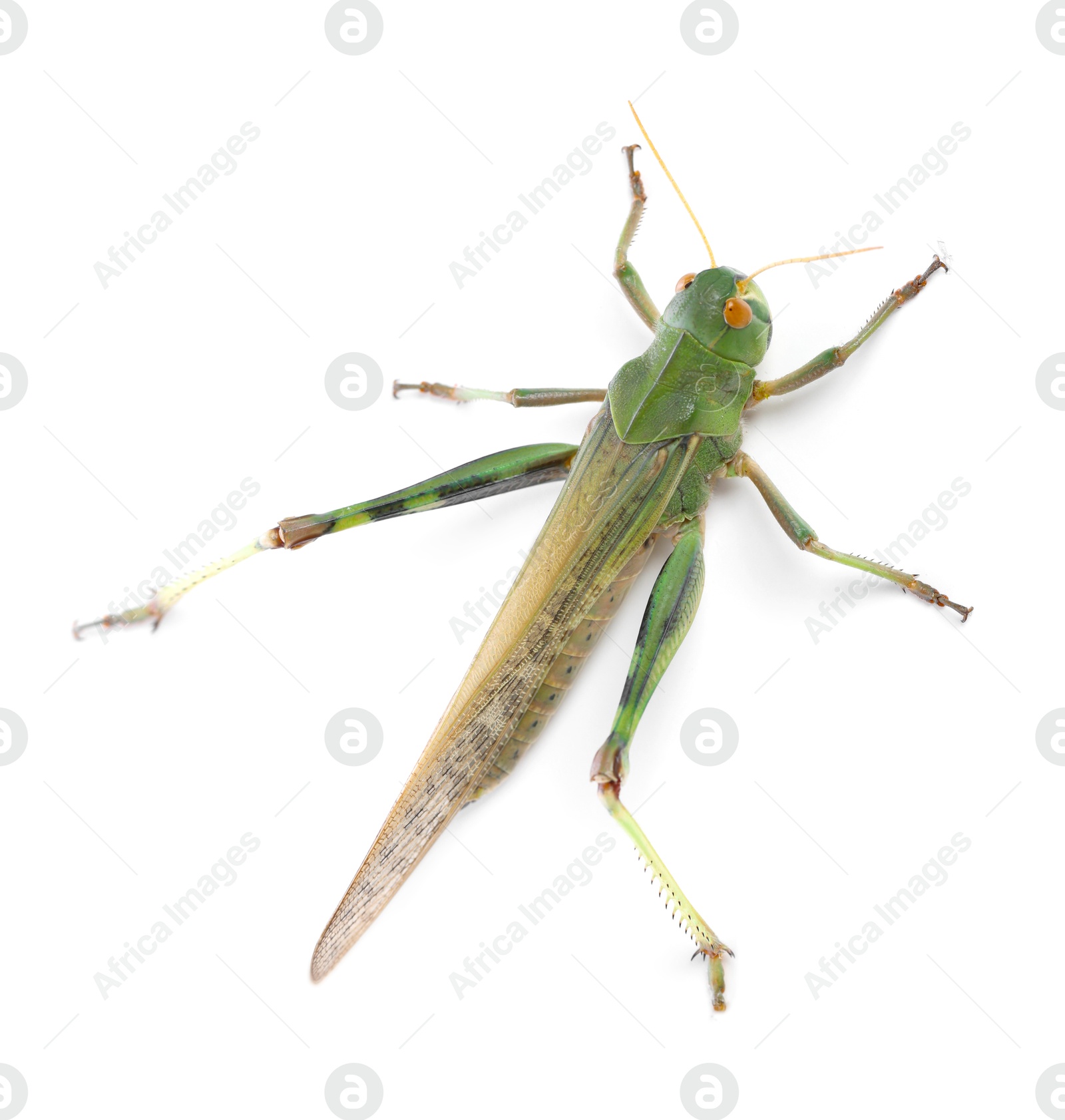 One locust on white background,above view. Wild insect Photo of One locust on white background,above view. Wild insect