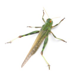 Photo of One locust on white background,above view. Wild insect