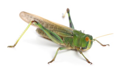 Photo of One locust on white background. Wild insect