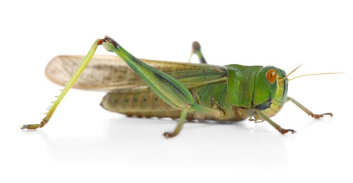 Photo of One locust on white background. Wild insect