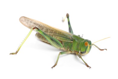 Photo of One locust on white background. Wild insect