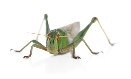 Photo of One locust on white background. Wild insect