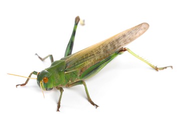 Photo of One locust on white background. Wild insect