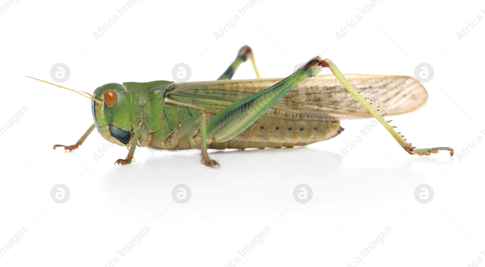 One locust on white background. Wild insect Photo of One locust on white background. Wild insect