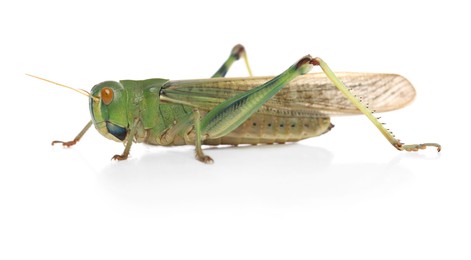 Photo of One locust on white background. Wild insect