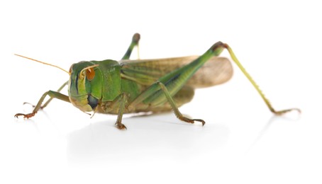 Photo of One locust on white background. Wild insect