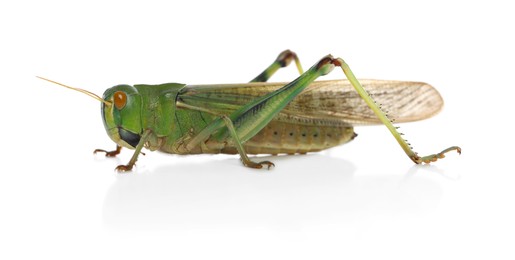 Photo of One locust on white background. Wild insect