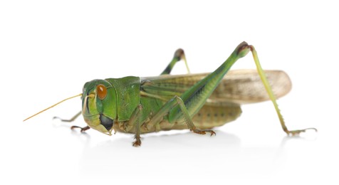 Photo of One locust on white background. Wild insect
