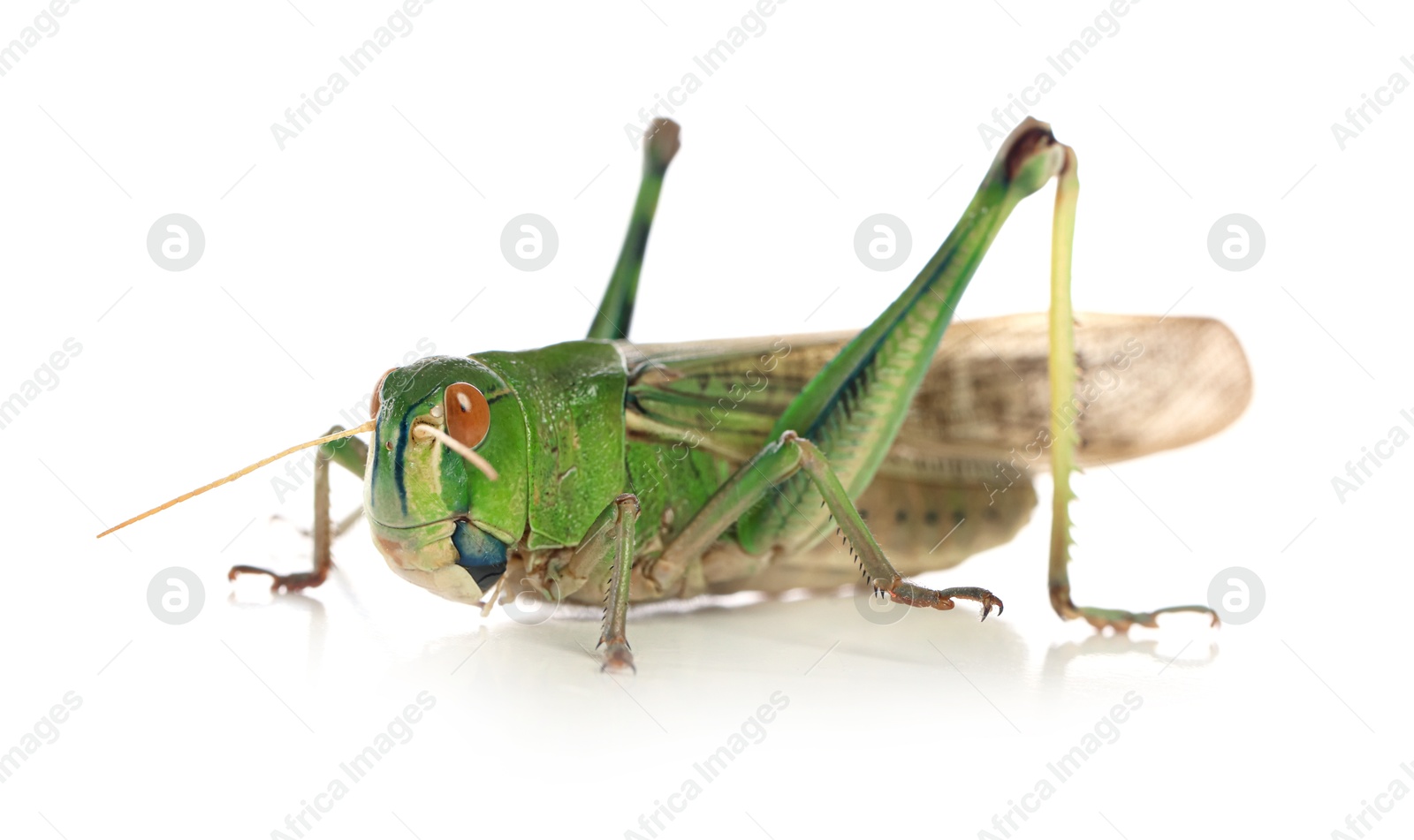 One locust on white background. Wild insect Photo of One locust on white background. Wild insect