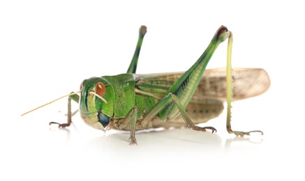 Photo of One locust on white background. Wild insect