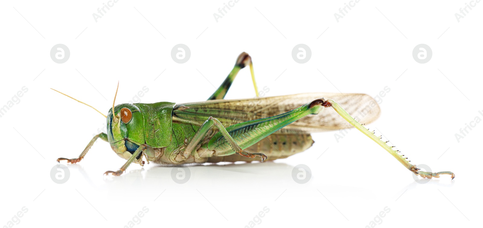 One locust on white background. Wild insect Photo of One locust on white background. Wild insect