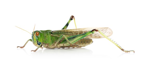 Photo of One locust on white background. Wild insect
