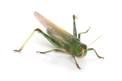 Photo of One locust on white background. Wild insect