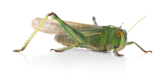 Photo of One locust on white background. Wild insect