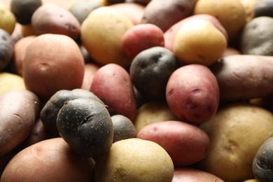 Photo of Different types of potatoes as background, closeup
