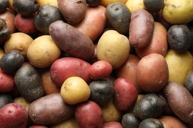 Photo of Different types of potatoes as background, top view
