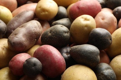 Photo of Different types of potatoes as background, closeup