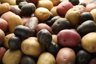 Photo of Different types of potatoes as background, closeup