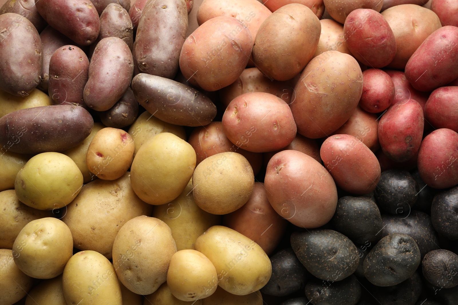 Photo of Different types of potatoes as background, top view