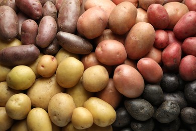 Photo of Different types of potatoes as background, top view