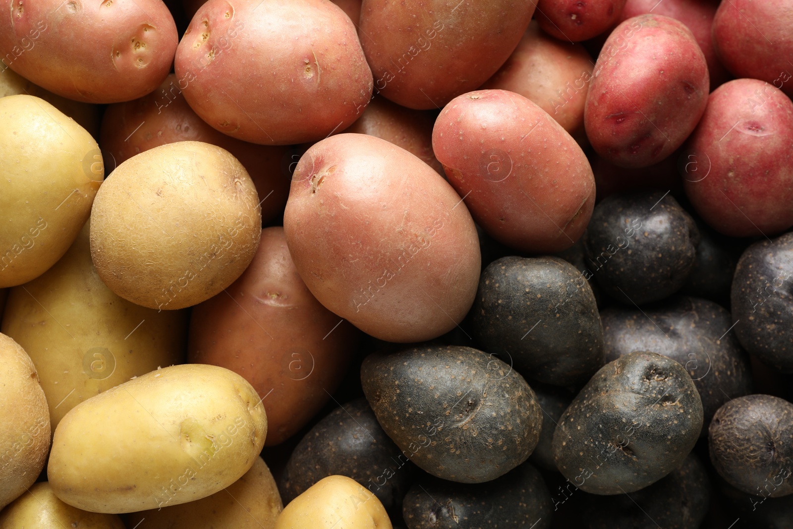 Photo of Different types of potatoes as background, top view