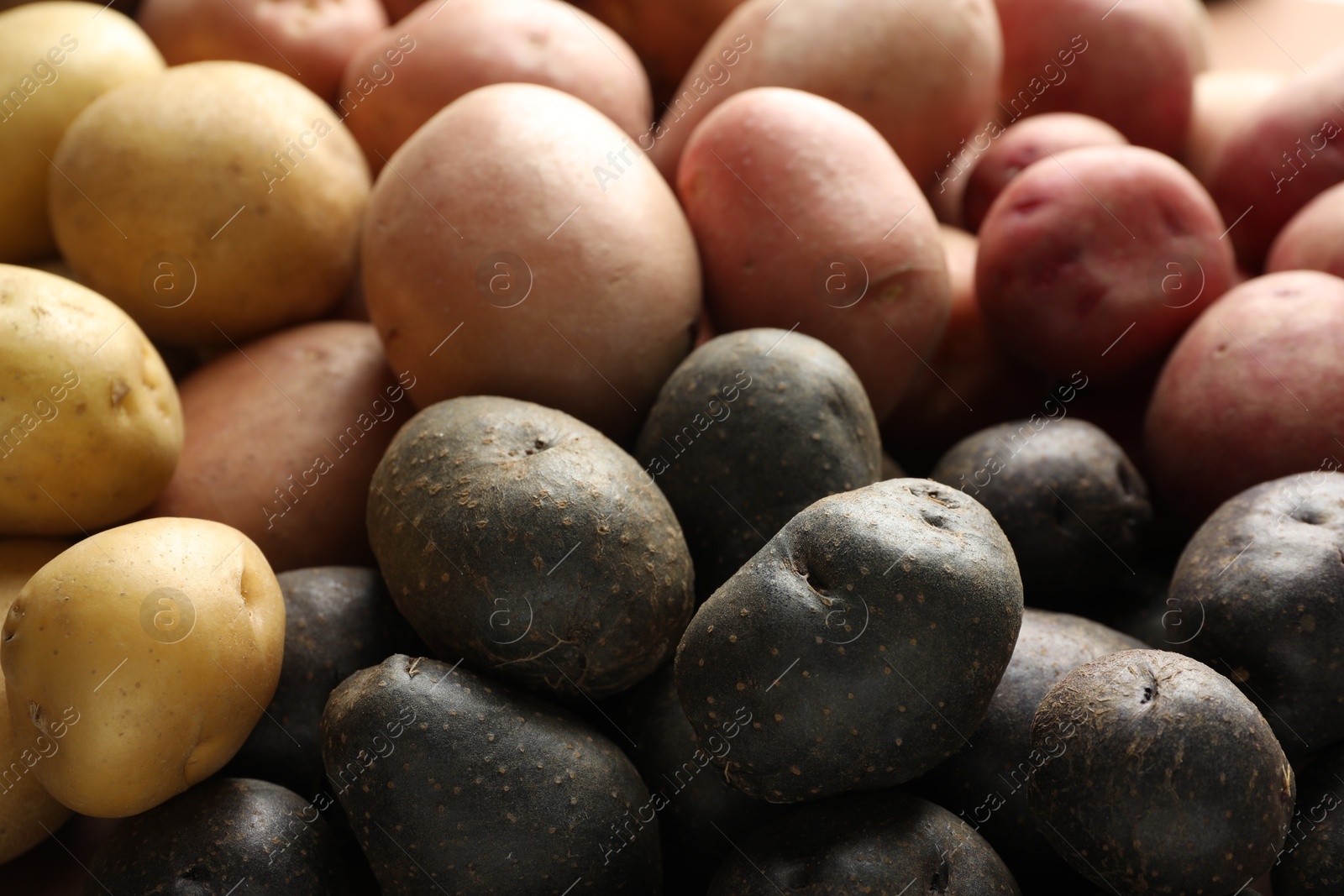 Photo of Different types of potatoes as background, closeup